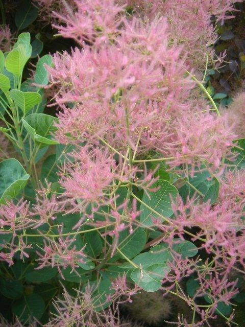 Cotinus coggygria fleur